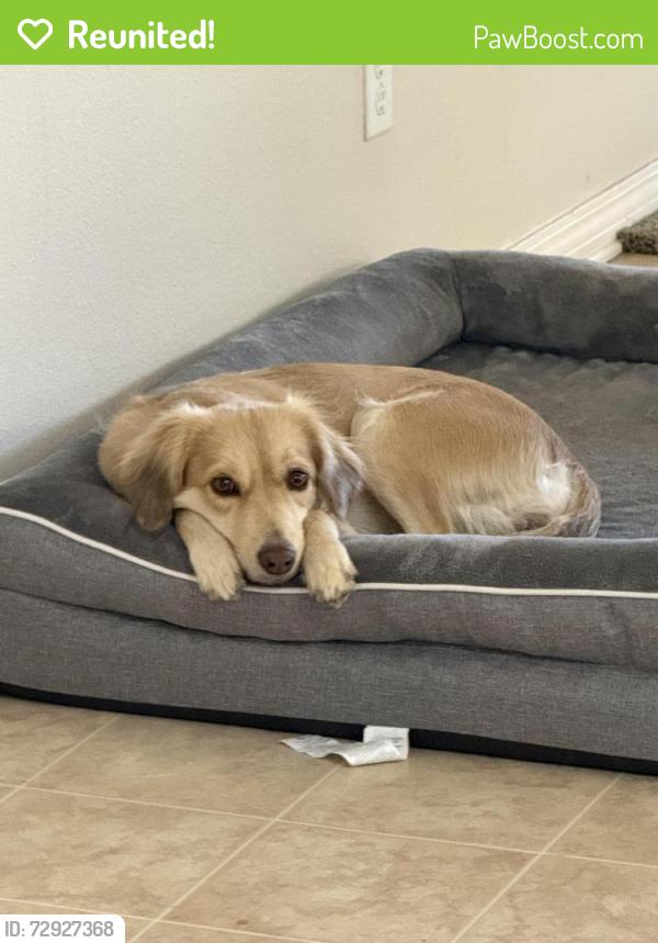 Reunited Female Dog last seen Nearby Adams st & bandicoot trail, Hesperia, CA 92344
