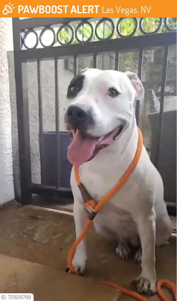 Found/Stray Female Dog last seen Spring Mountain and Polaris, Las Vegas, NV 89101