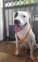 Found/Stray Female Dog last seen Spring Mountain and Polaris, Las Vegas, NV 89101