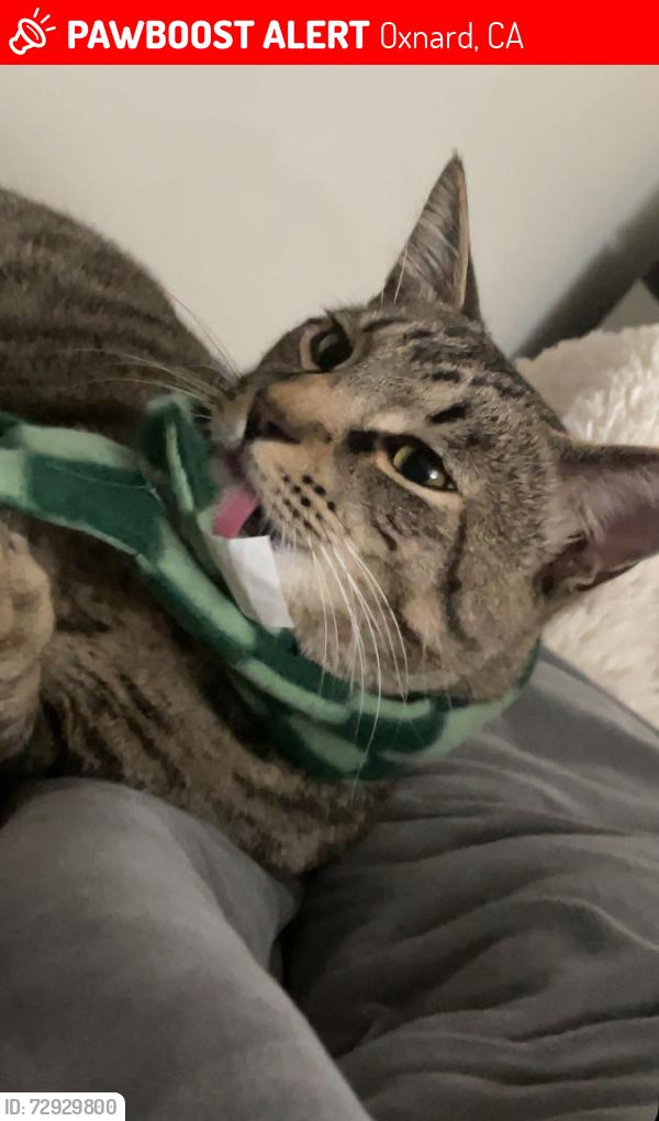 Lost Male Cat last seen 7th street and 5th street , Oxnard, CA 93030