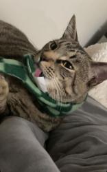 Lost Male Cat last seen 7th street and 5th street , Oxnard, CA 93030