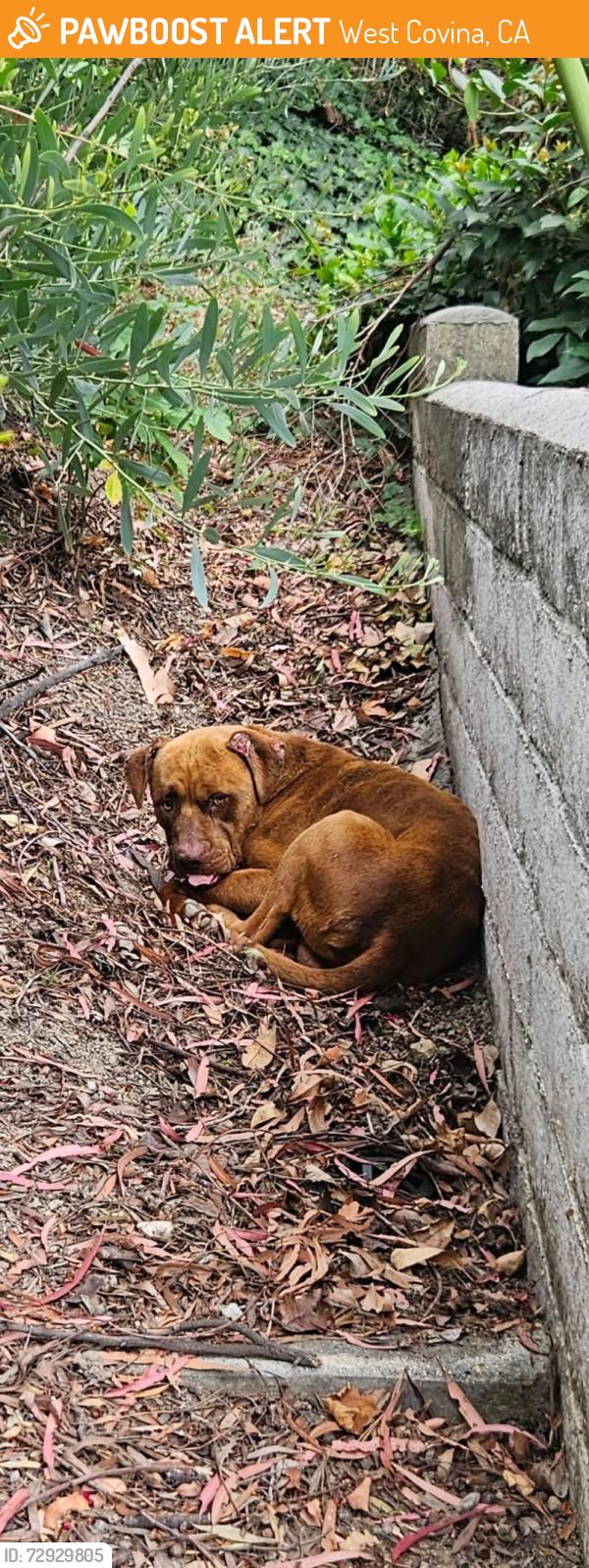 Found/Stray Male Dog last seen Inspiration point, West Covina , West Covina, CA 91791