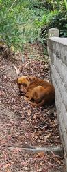 Found/Stray Male Dog last seen Inspiration point, West Covina , West Covina, CA 91791
