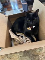 Reunited Male Cat last seen Pathfinder Ln and Meadowbrook Ave, McLean, VA 22101
