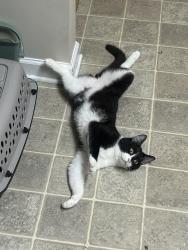 Lost Male Cat last seen Highland dr sw, Cleveland, TN 37311