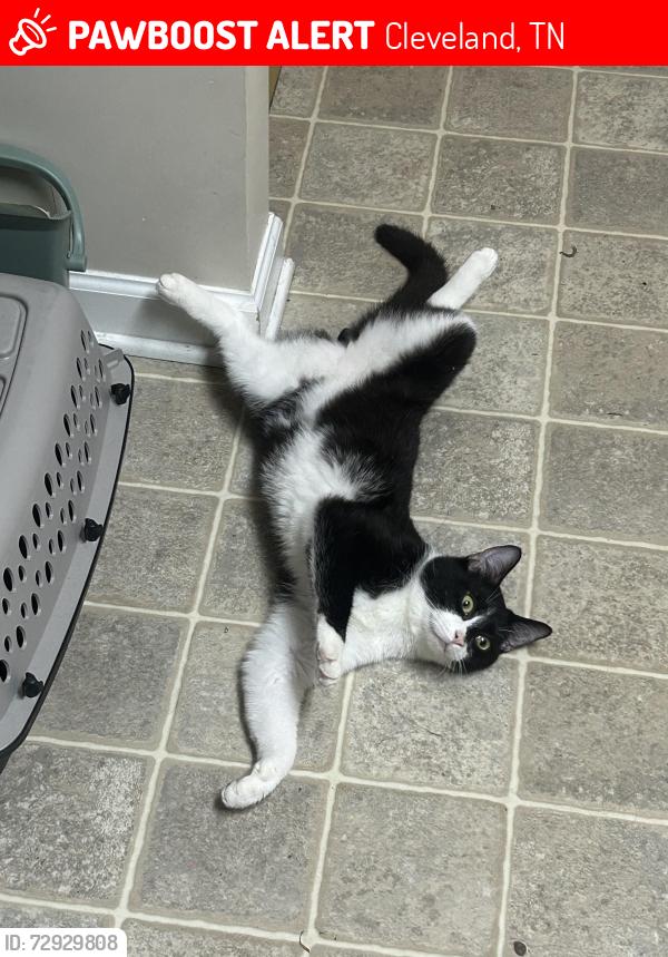 Lost Male Cat last seen Highland dr sw, Cleveland, TN 37311