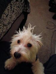Lost Male Dog last seen Martin Luther King dr, Atlanta, GA 30314