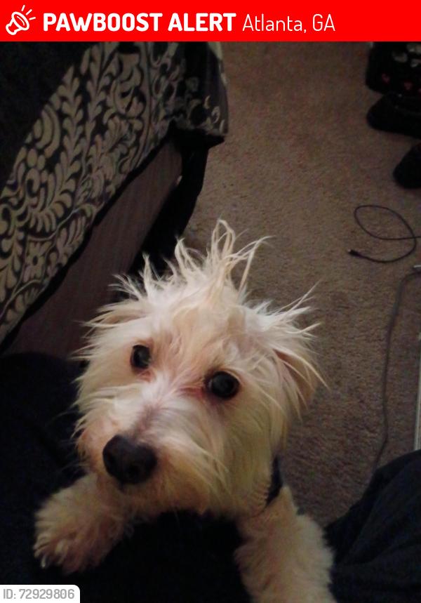 Lost Male Dog last seen Martin Luther King dr, Atlanta, GA 30314