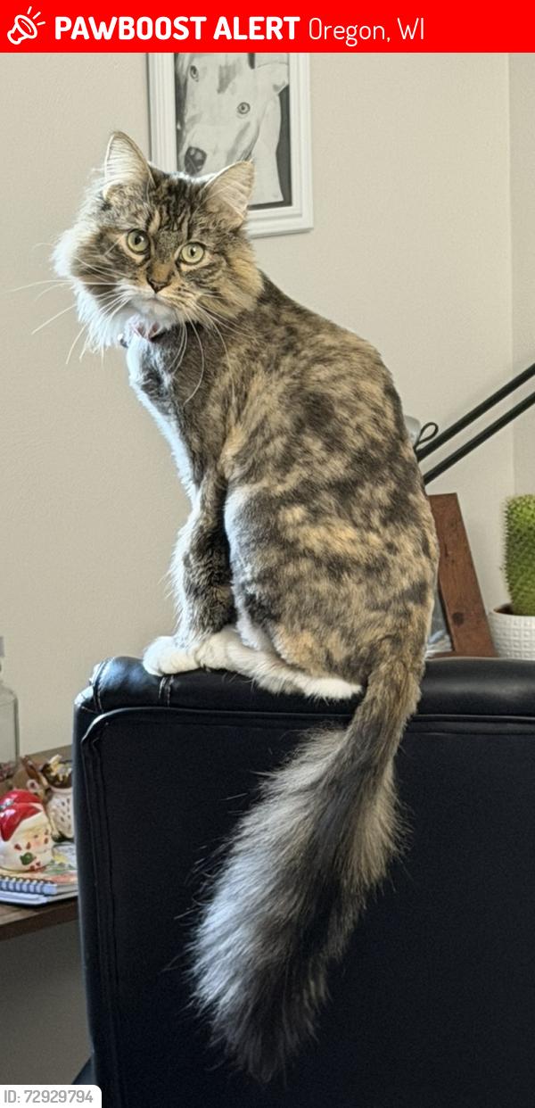 Lost Female Cat last seen White Oak Trail and Willow Pass, Oregon, WI 53575