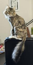 Lost Female Cat last seen White Oak Trail and Willow Pass, Oregon, WI 53575