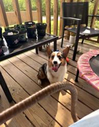 Reunited Male Dog last seen N 24th W Ave and Tecumseh St. In the Gilcrease Hills neighborhood , Tulsa, OK 74127