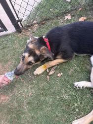 Reunited Female Dog last seen Edmond memorial high school , Edmond, OK 73013