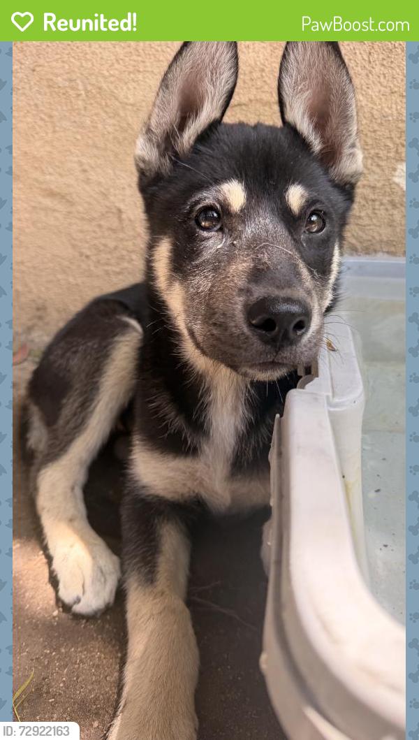 Reunited Male Dog last seen Arlington, Van Buren, Magnolia, Riverside, CA 92503