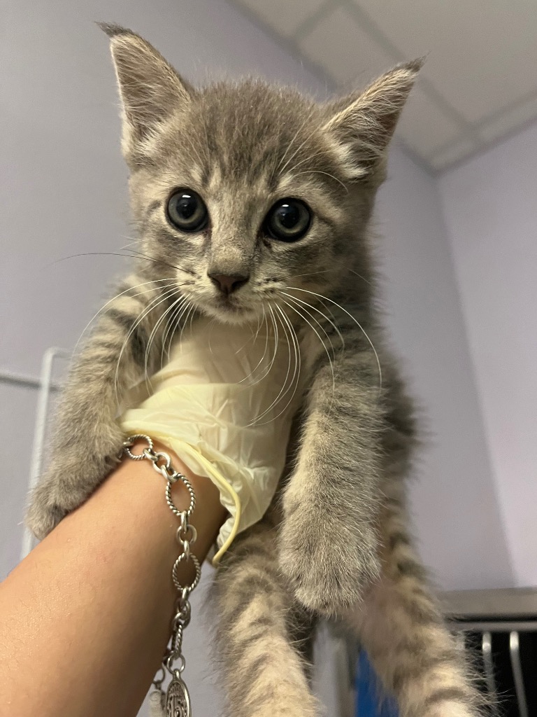 Shelter Stray Female Cat last seen Bexar County, New Braunfels, TX 78130