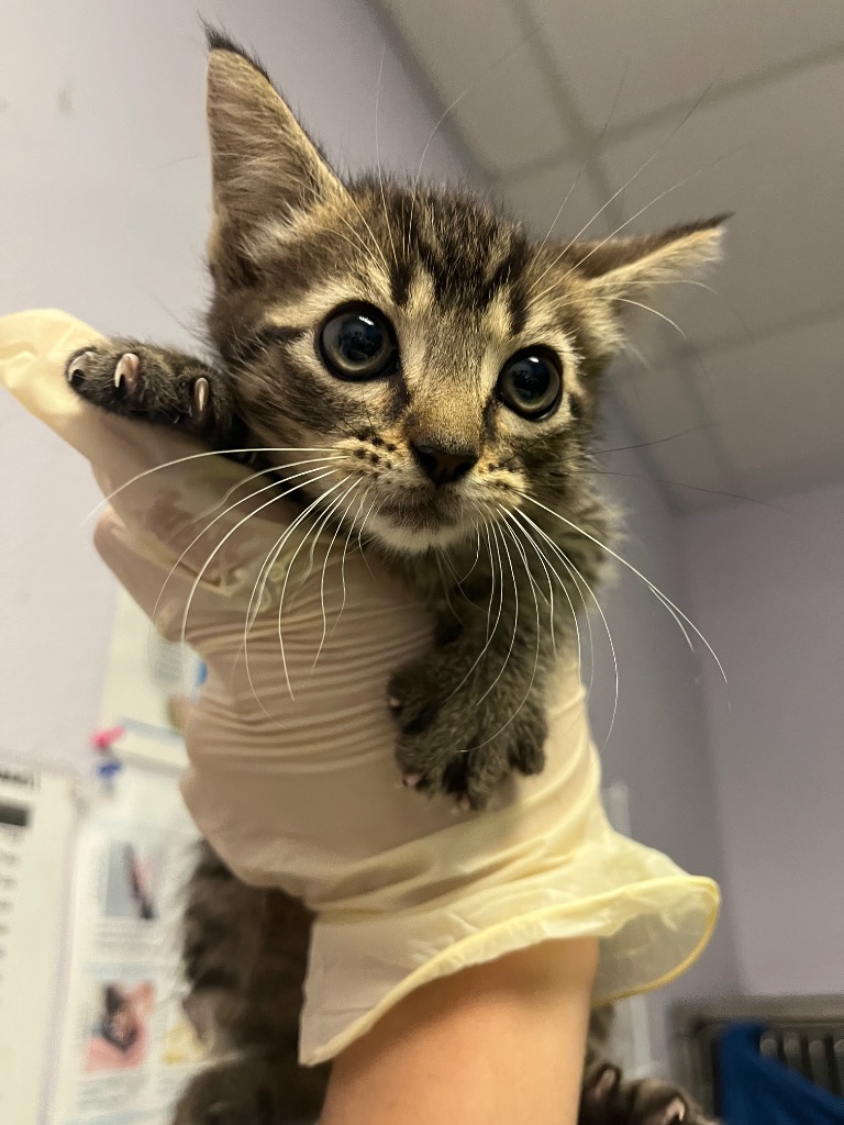 Shelter Stray Male Cat last seen Bexar County, New Braunfels, TX 78130