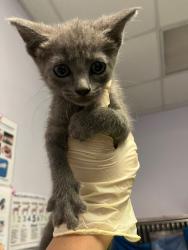 Shelter Stray Female Cat last seen Bexar County, New Braunfels, TX 78130