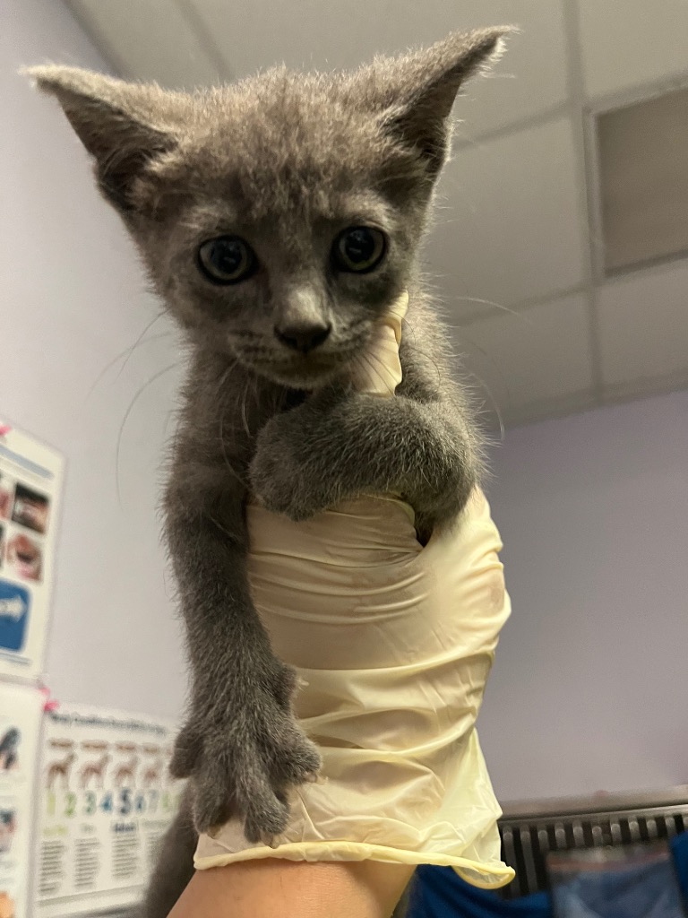 Shelter Stray Female Cat last seen Bexar County, New Braunfels, TX 78130