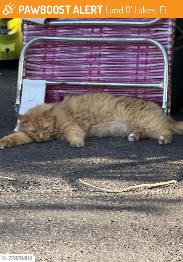 Found/Stray Female Cat last seen In between Hale and Bell Lake Rd on the lake, Land O' Lakes, FL 34639