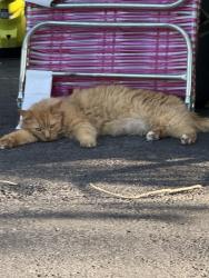 Found/Stray Female Cat last seen In between Hale and Bell Lake Rd on the lake, Land O' Lakes, FL 34639