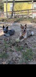 Reunited Male Dog last seen Near US-281, San Antonio, TX 78264, USA, San Antonio, TX 78264