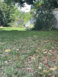 Found/Stray Male Dog last seen monticello ct, Garland, TX 75043