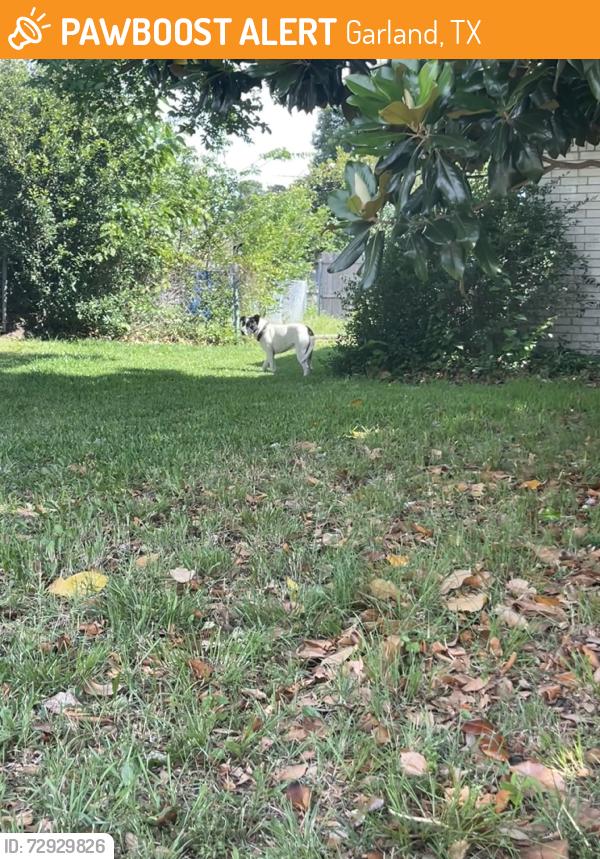 Found/Stray Male Dog last seen monticello ct, Garland, TX 75043