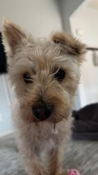 Reunited Male Dog last seen Ocotillo Dr, Rio Rancho, NM 87144, USA, Rio Rancho, NM 87144