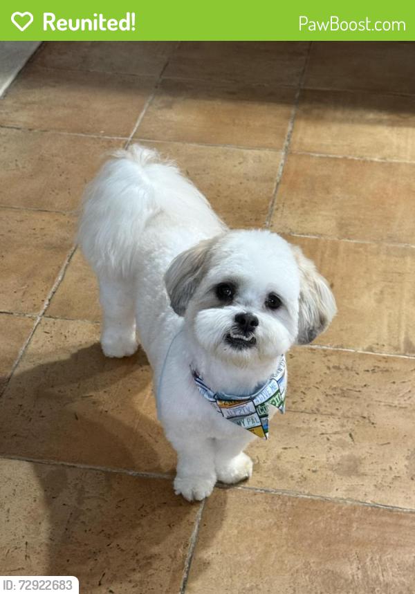 Reunited Male Dog last seen Near morrissee ave Wallington nj 07057, Wallington, NJ 07057