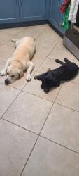 Reunited Male Dog last seen Leland and Larga Circle - Near the new Blick Store / Vons, San Diego, CA 92110
