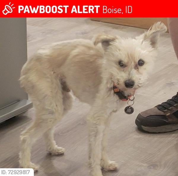 Lost Male Dog last seen Cloverdale , Boise, ID 83709