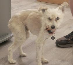Lost Male Dog last seen Cloverdale , Boise, ID 83709