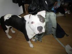 Lost Female Dog last seen Near Croft Circle, Glen Allen, VA 23060