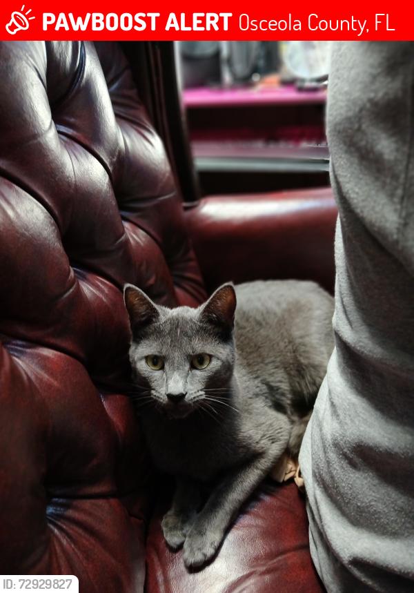 Lost Female Cat last seen Old lake Wilson rd, Osceola County, FL 34747