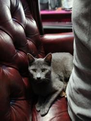 Lost Female Cat last seen Old lake Wilson rd, Osceola County, FL 34747
