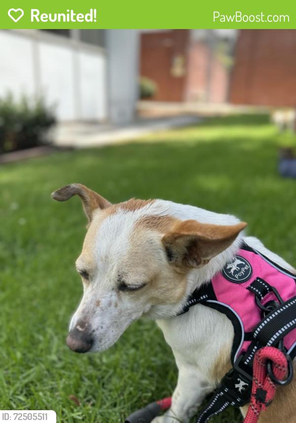 Reunited Female Dog last seen Central and 55th, Los Angeles, CA 90011