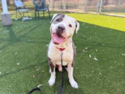 Shelter Stray Male Dog last seen , Los Angeles, CA 90031