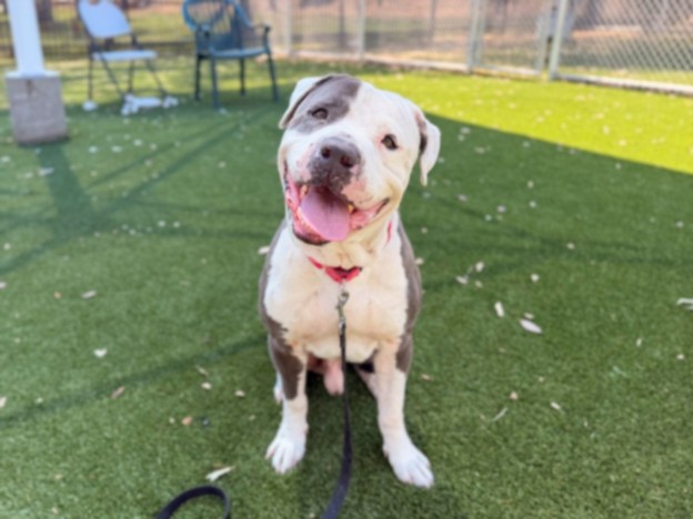 Shelter Stray Male Dog last seen , Los Angeles, CA 90031