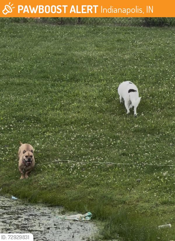 Found/Stray Unknown Dog last seen Wildwood Farms Blvd , Indianapolis, IN 46239