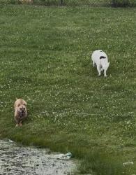 Found/Stray Unknown Dog last seen Wildwood Farms Blvd , Indianapolis, IN 46239