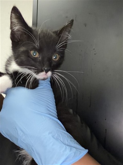 Shelter Stray Female Cat last seen TAMARIND AVE & VINE ST, FONTANA, CA, 92335, San Bernardino, CA 92401