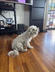 Reunited Unknown Dog last seen Near Brookdale Ave, Oakland, CA 94602