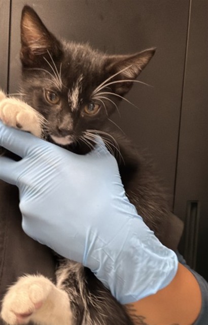 Shelter Stray Female Cat last seen TAMARIND AVE & VINE ST, FONTANA, CA, 92335, San Bernardino, CA 92401