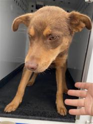 Shelter Stray Male Dog last seen Near BLOCK VARSITY RD, ARVIN CA 93203, Bakersfield, CA 93308