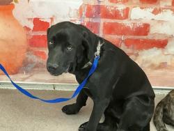 Shelter Stray Male Dog last seen Near BLOCK GEORGIA AVE WAREHOUSE, San Bernardino, CA 92401
