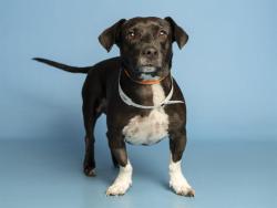 Shelter Stray Male Dog last seen 24TH ST/THOMAS, Phoenix, AZ 85008