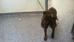 Shelter Stray Male Dog last seen CHARLOTTE, Charlotte, NC 28217