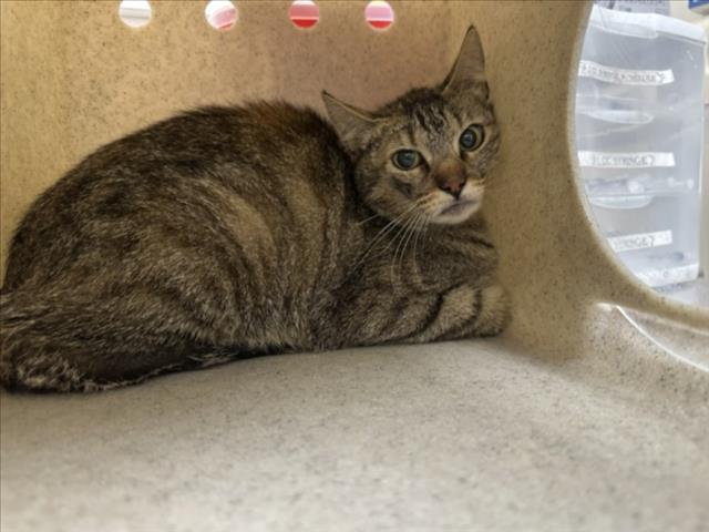 Shelter Stray Female Cat last seen Near BLOCK CALLE ELOISA SANTA FE NM 87507, 100 Caja Del Rio Rd, Santa Fe, NM 87507, USA