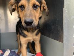 Shelter Stray Female Dog last seen SELMA ST & DIXIEANNE AVE, Sacramento, CA 95818