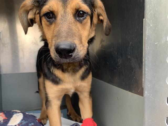 Shelter Stray Female Dog last seen SELMA ST & DIXIEANNE AVE, Sacramento, CA 95818