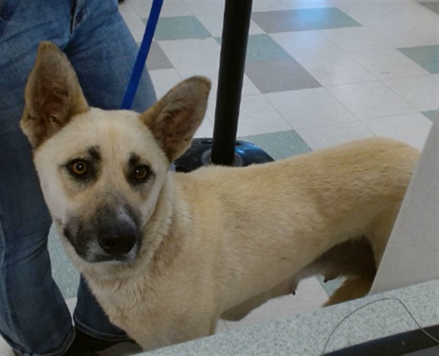 Shelter Stray Female Dog last seen Near BLOCK DENTWOOD TERR, Oklahoma City, OK 73129